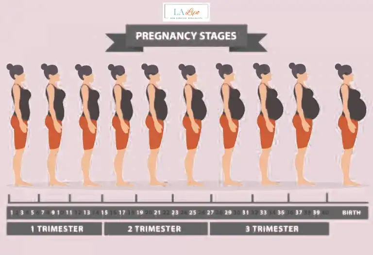 First Trimester (Weeks 1–12): Early Changes You Might Not Notice Staffordshire